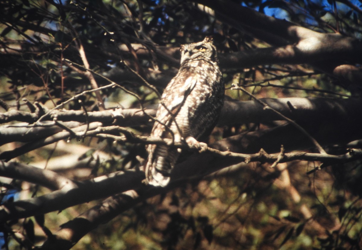 Spotted Eagle-Owl - ML646648788