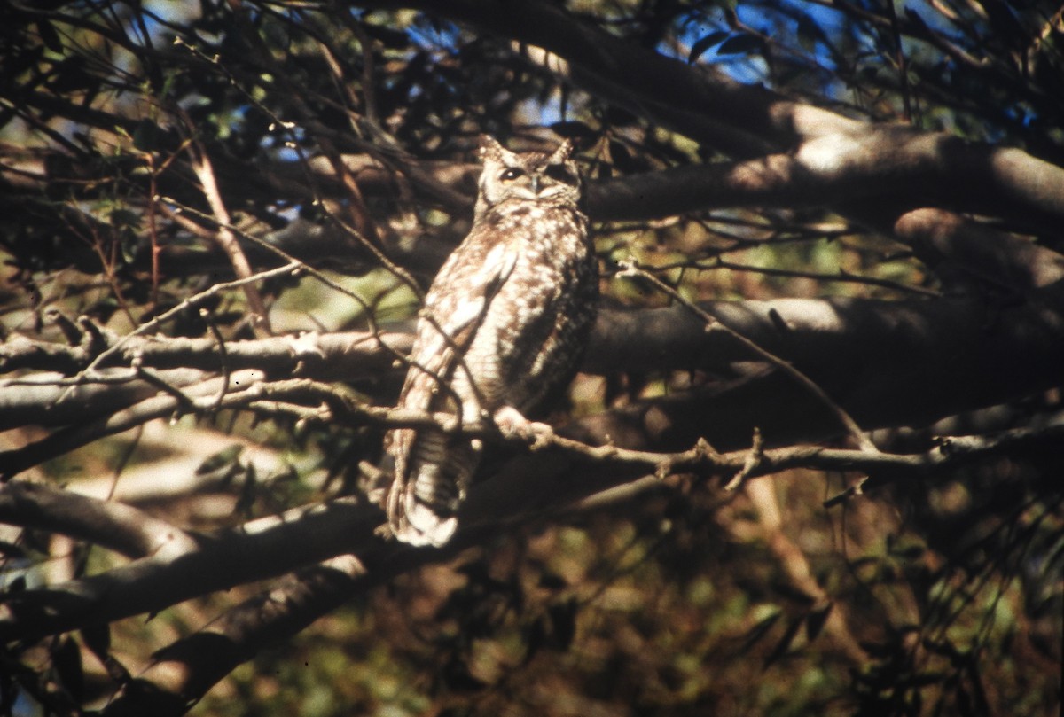 Spotted Eagle-Owl - ML646648789