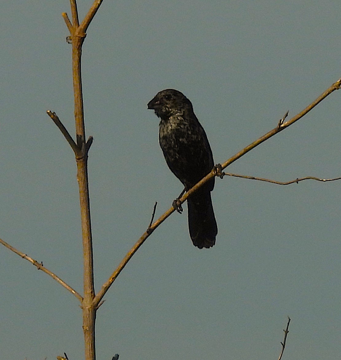 Jacarinitangare - ML646648793