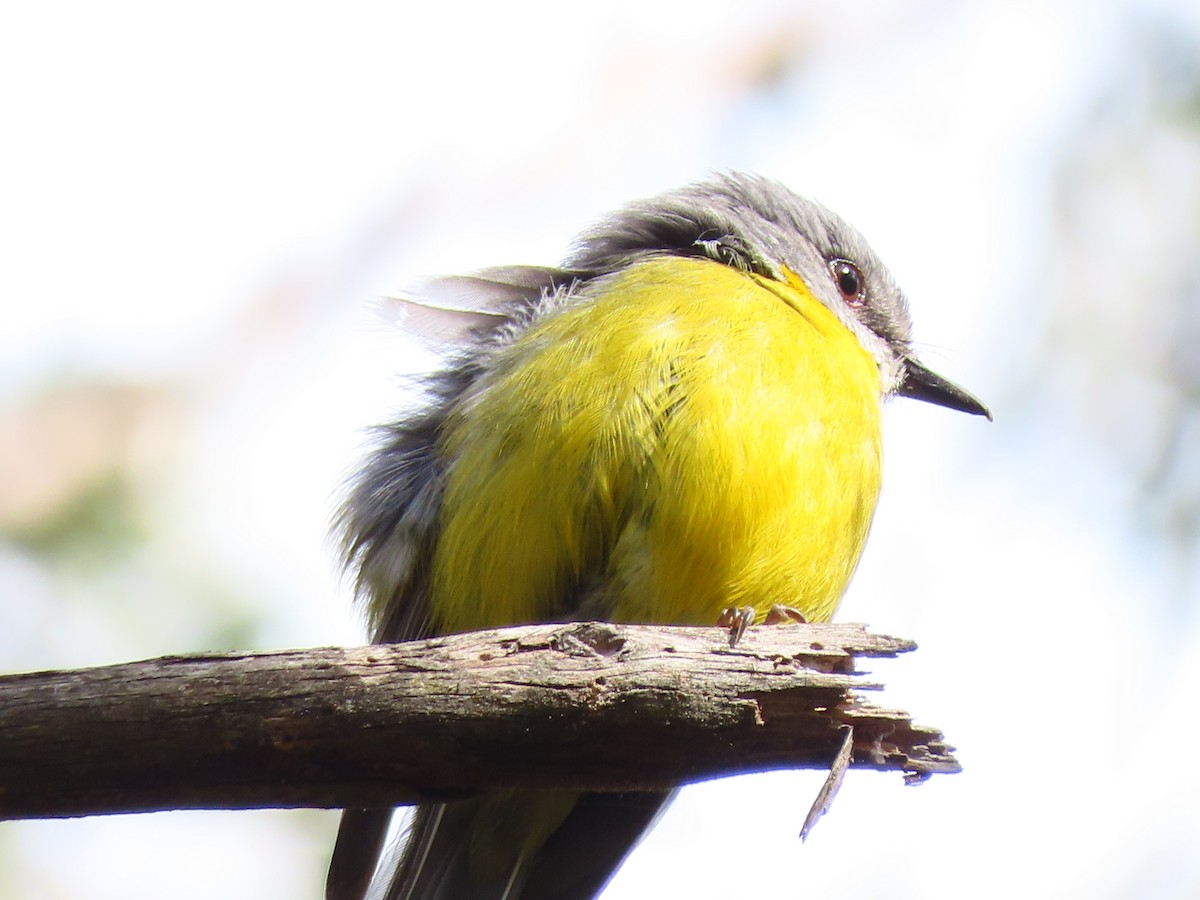 Eastern Yellow Robin - ML646648795