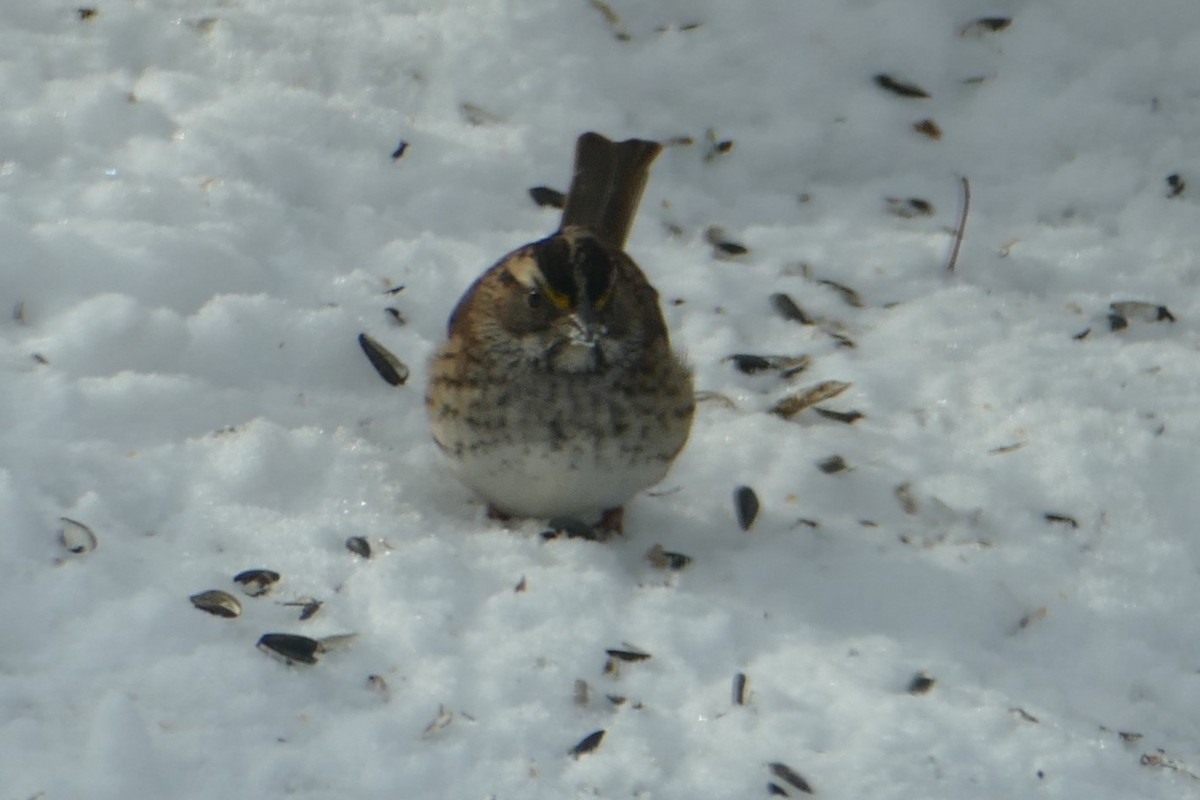 White-throated Sparrow - ML646648796