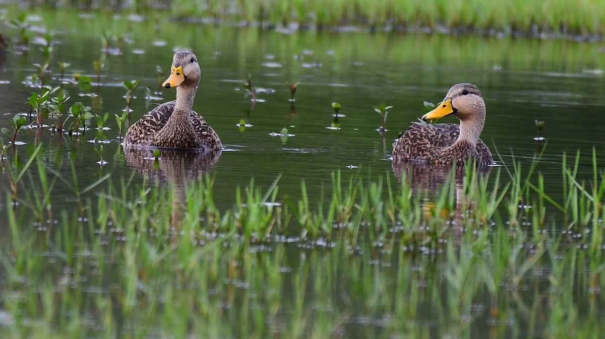 マダラガモ - ML646648804