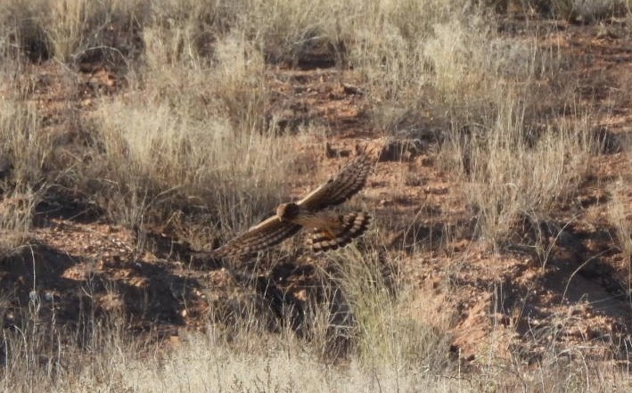 mørkmyrhauk - ML646648805