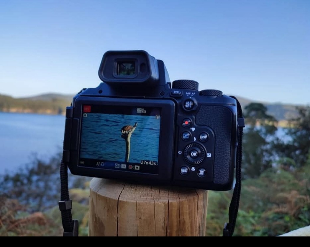 Osprey - ML646648806