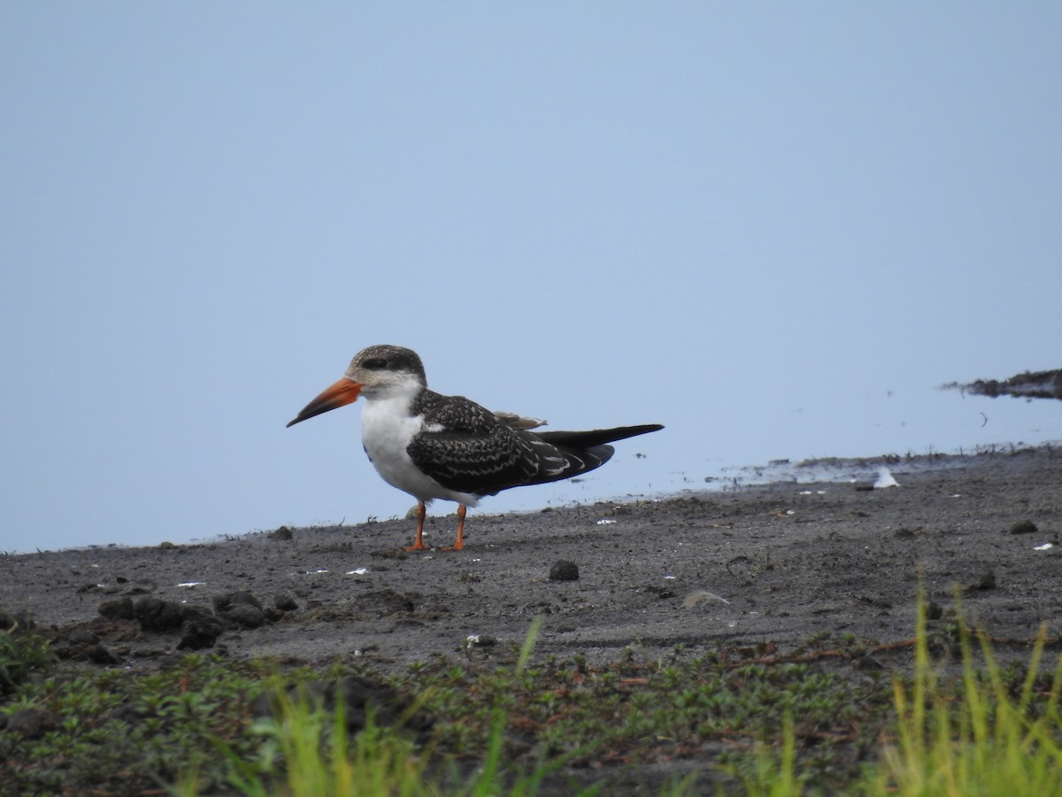 African Skimmer - ML646648808