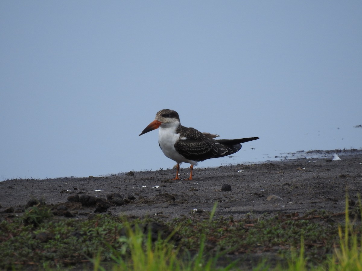 African Skimmer - ML646648809