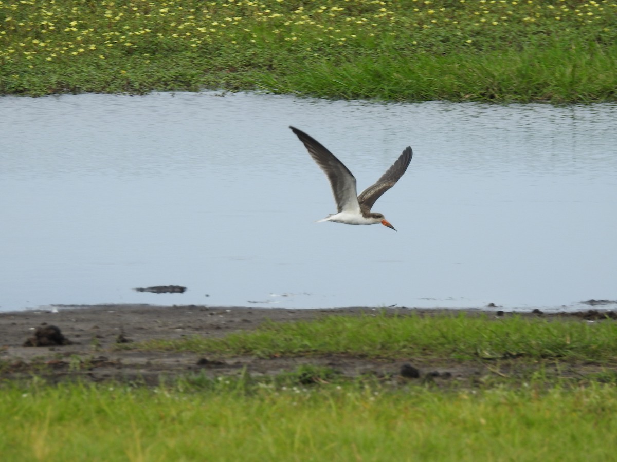 African Skimmer - ML646648810