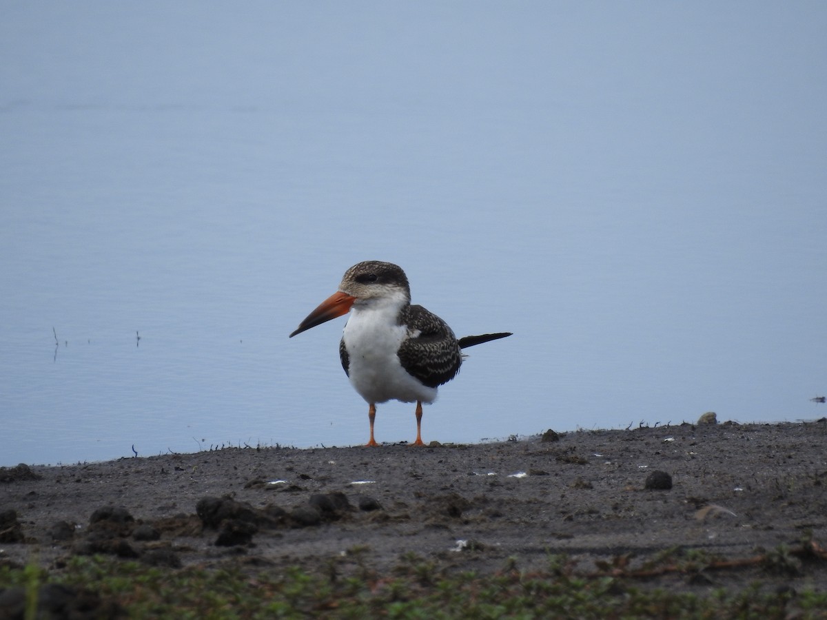 African Skimmer - ML646648811