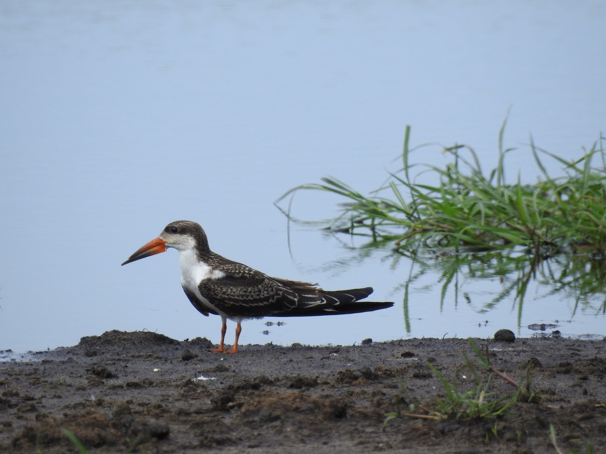 African Skimmer - ML646648812