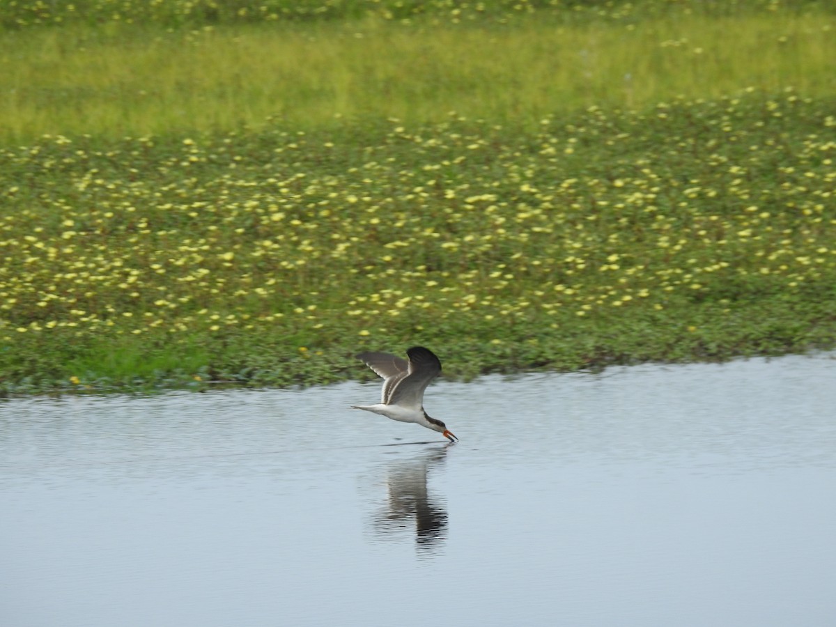 African Skimmer - ML646648813
