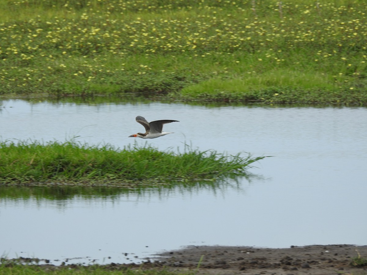 African Skimmer - ML646648814