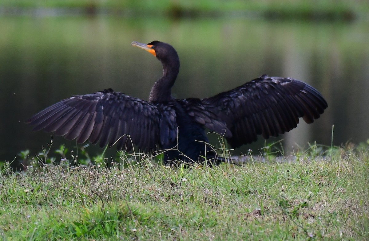 ミミヒメウ - ML646648815