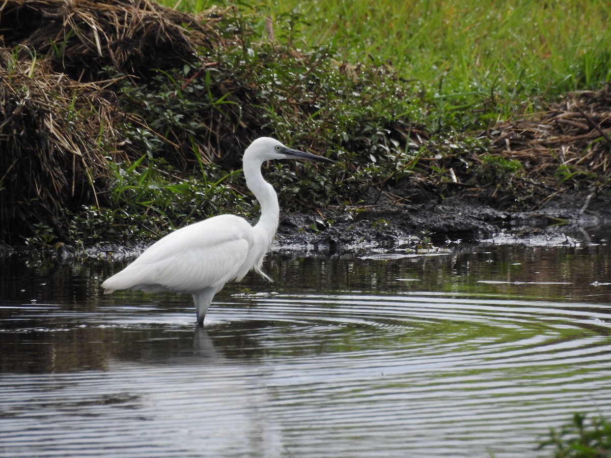 Little Egret - ML646648818