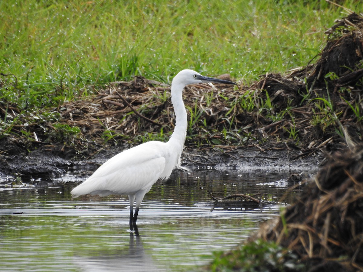 Little Egret - ML646648819