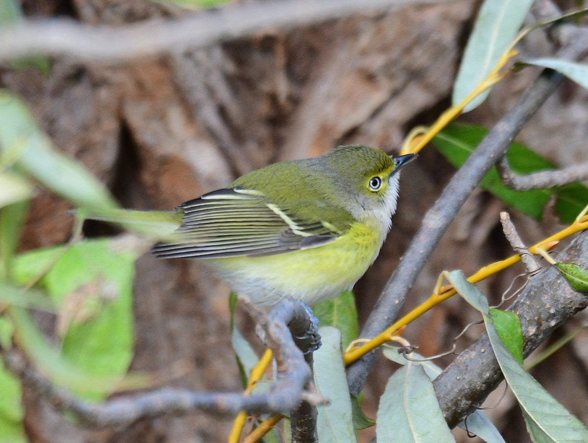 White-eyed Vireo - ML646648820