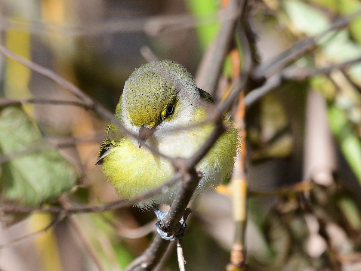 White-eyed Vireo - ML646648821