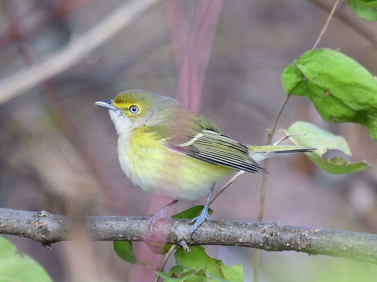 White-eyed Vireo - ML646648822