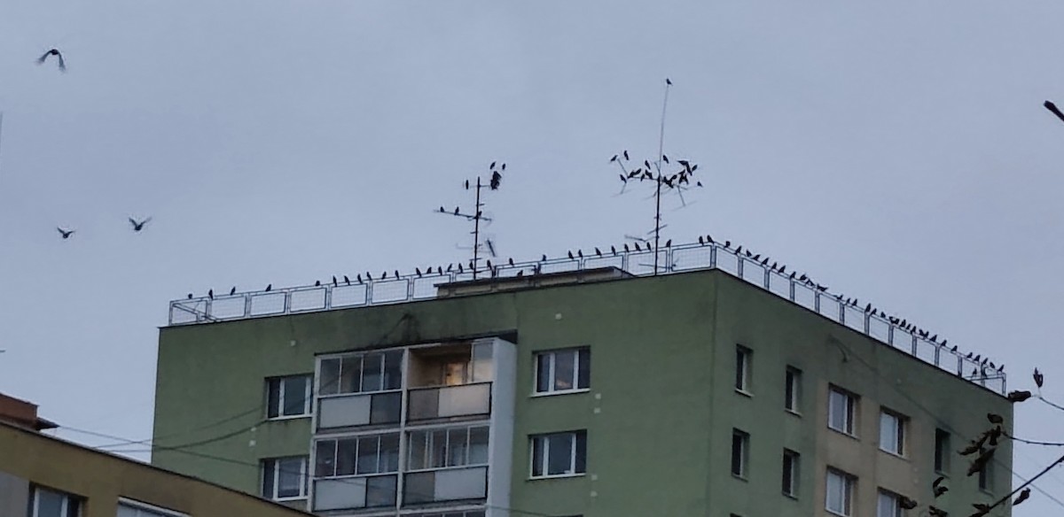 Ekin Kargası - ML646648823