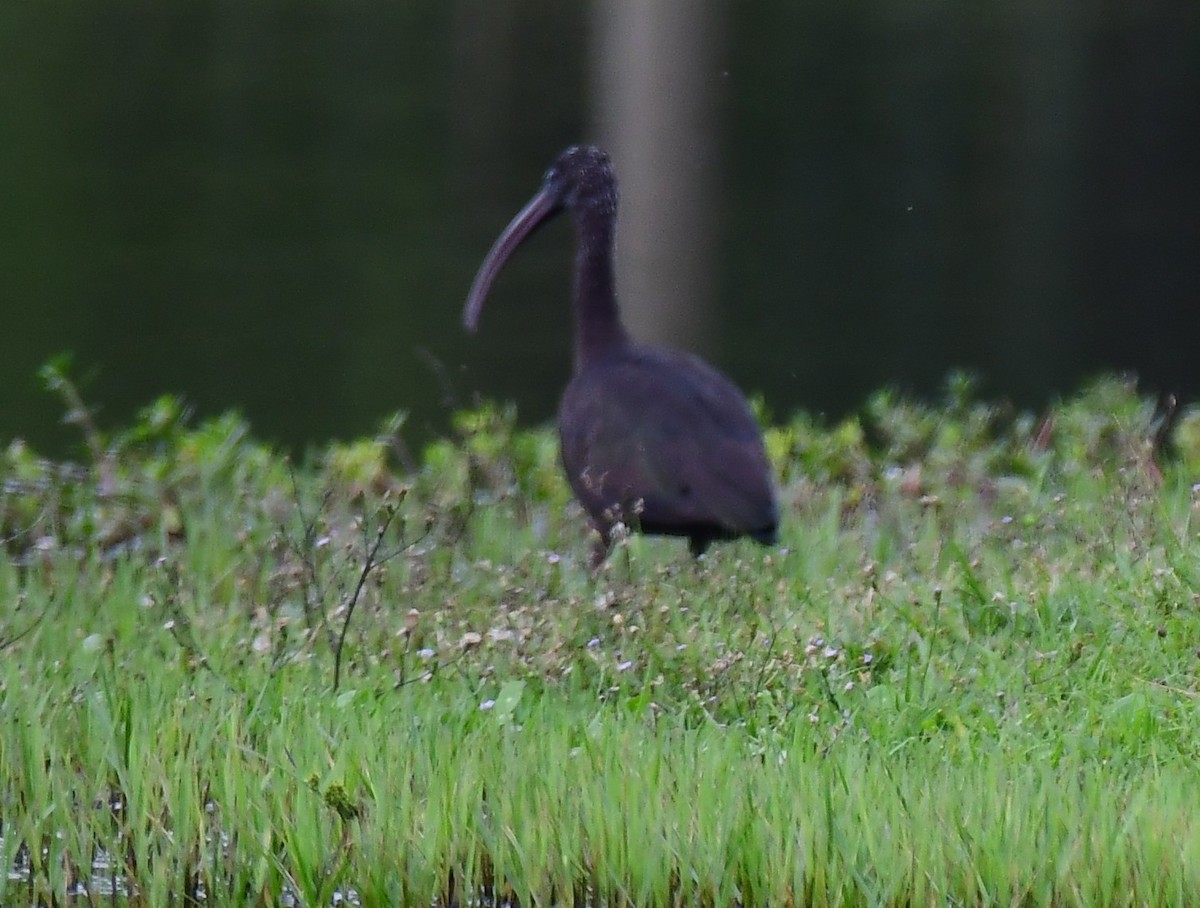 ブロンズトキ - ML646648824