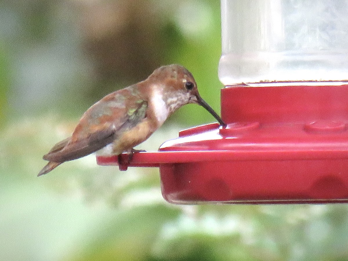 Rufous Hummingbird - ML646648825