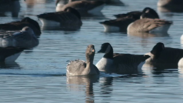 Тундровый гуменник - ML646648826