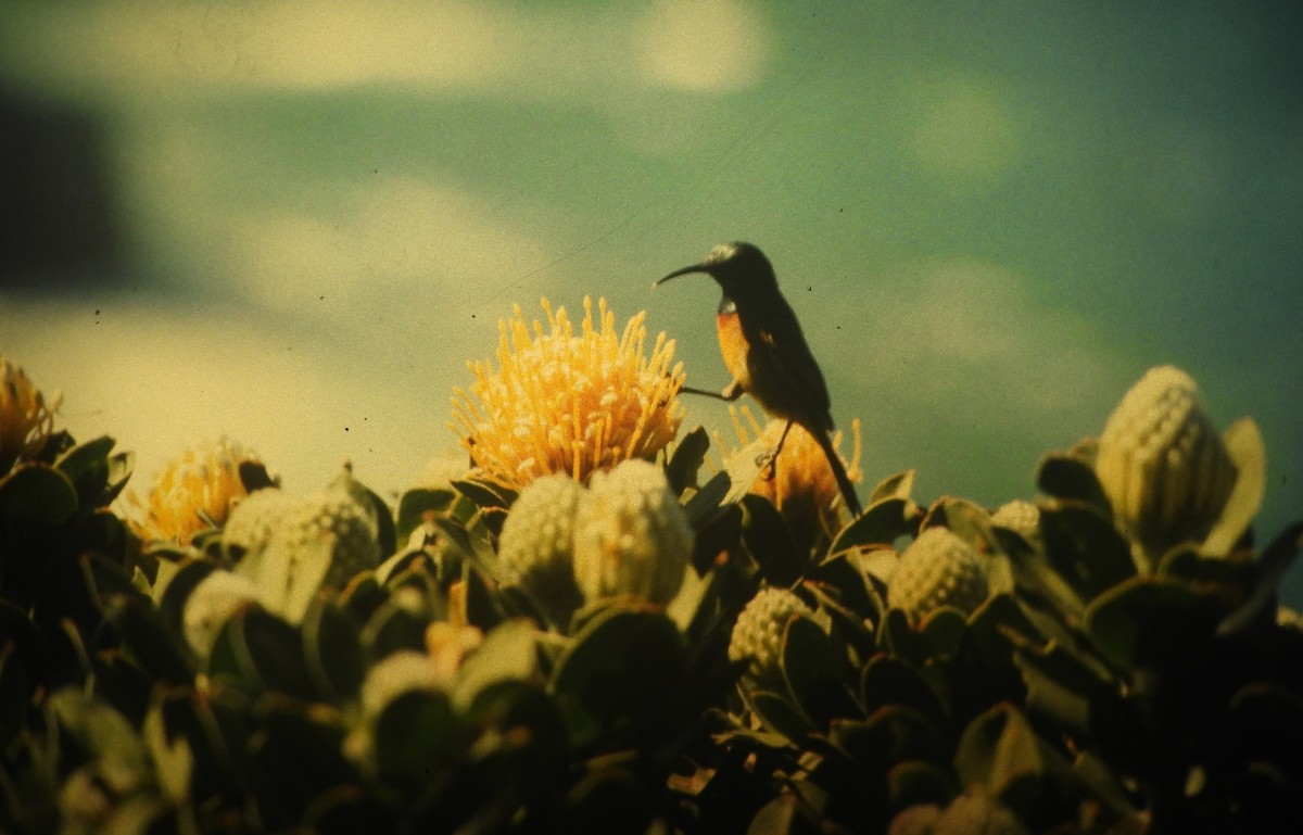 Orange-breasted Sunbird - ML646648827