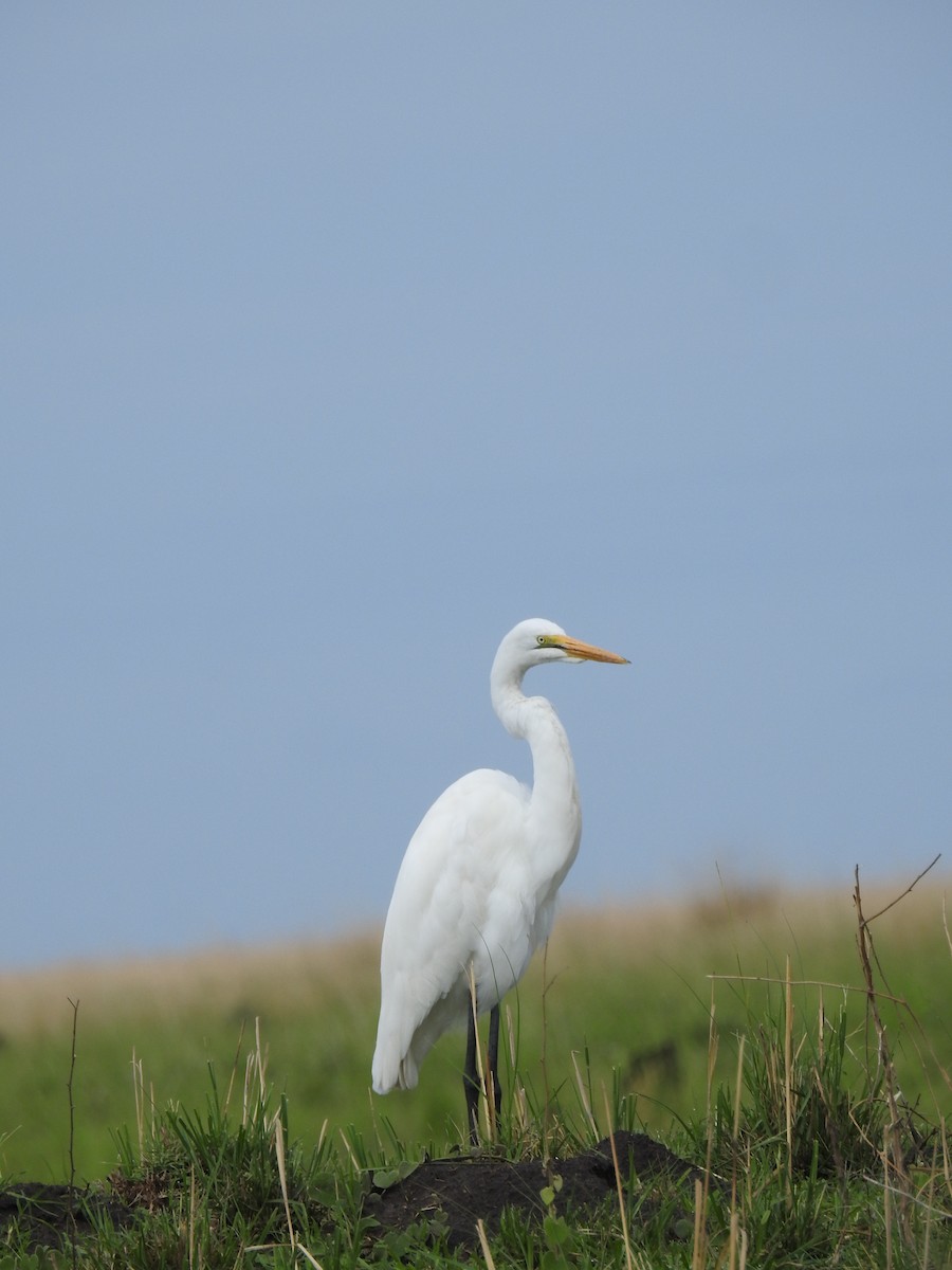 Great Egret - ML646648828