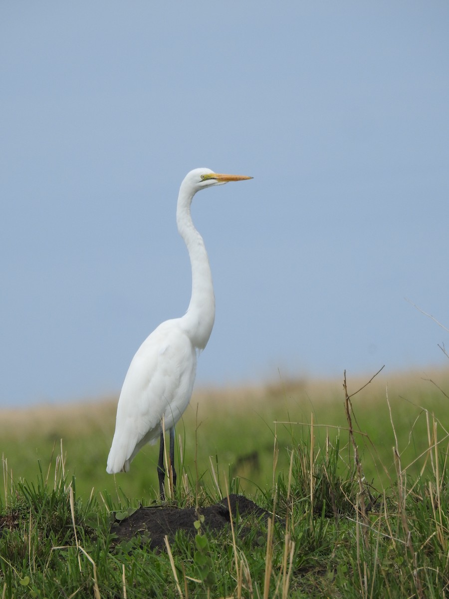 Great Egret - ML646648830