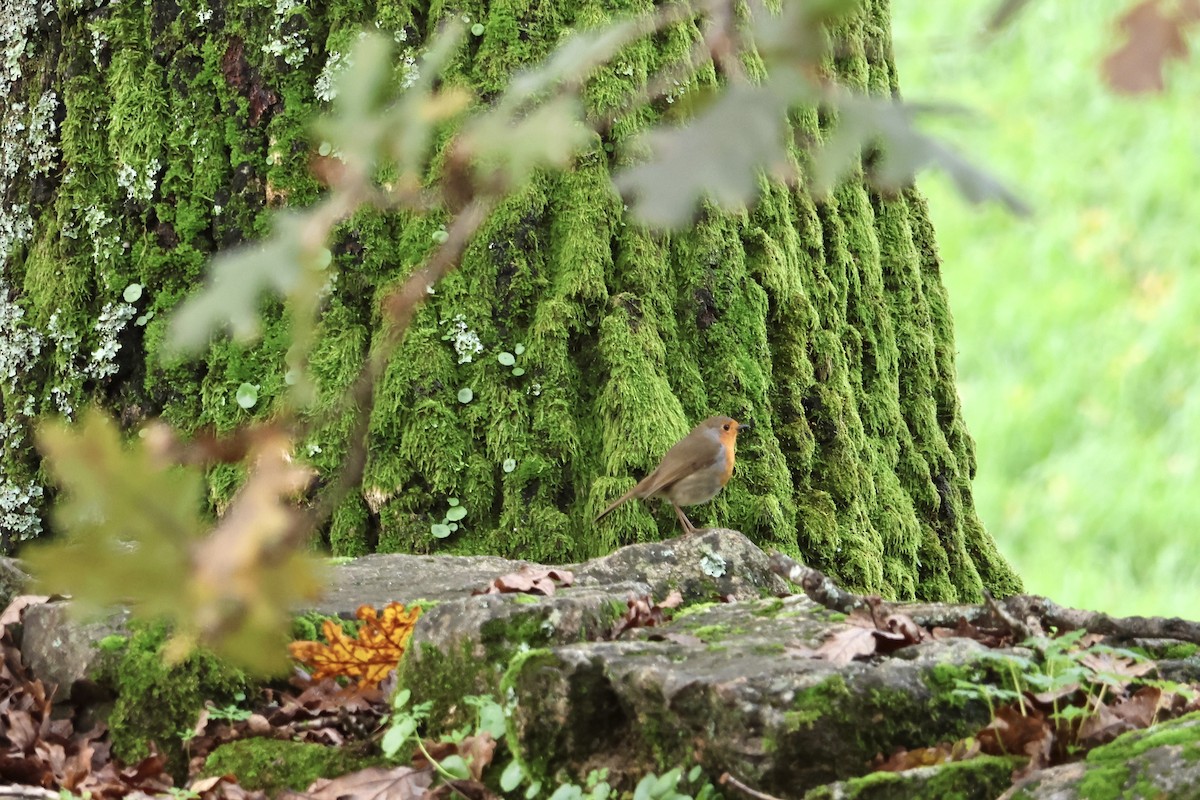 European Robin - ML646648831
