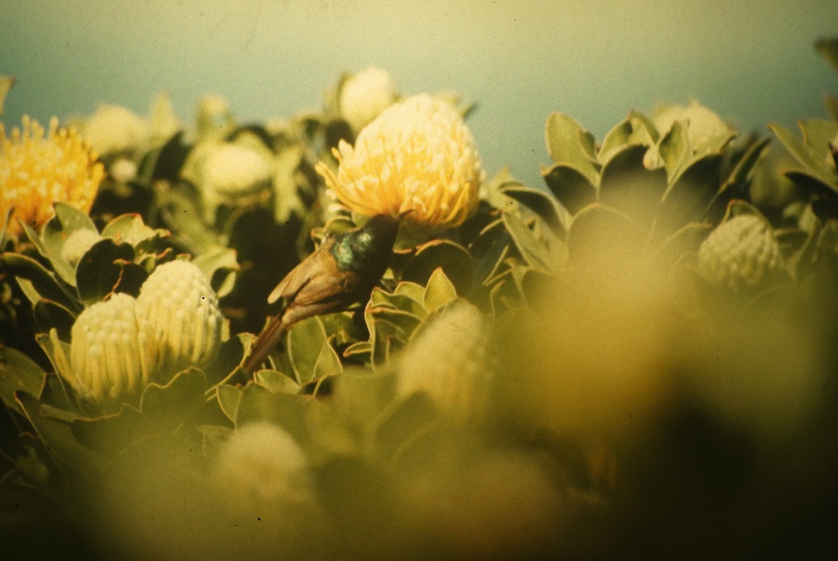 Orange-breasted Sunbird - ML646648832