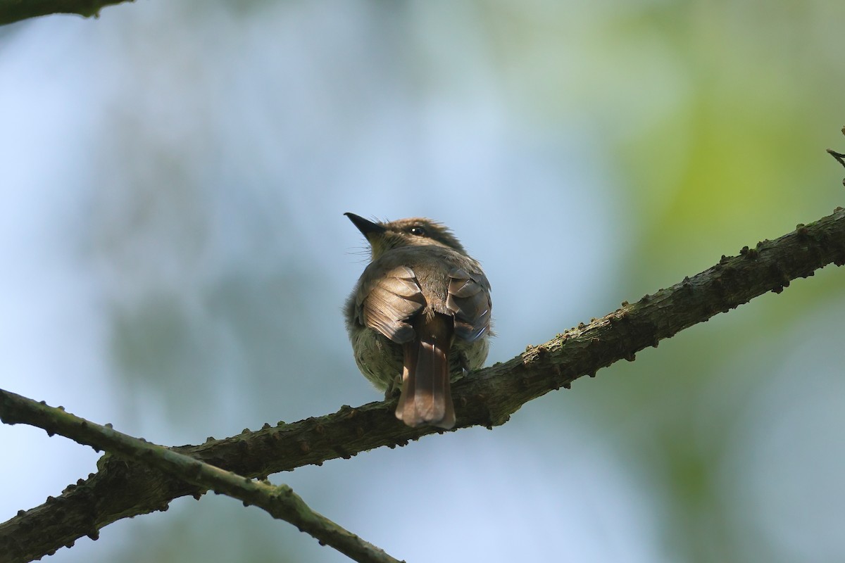 Pale Blue Flycatcher - ML646648834