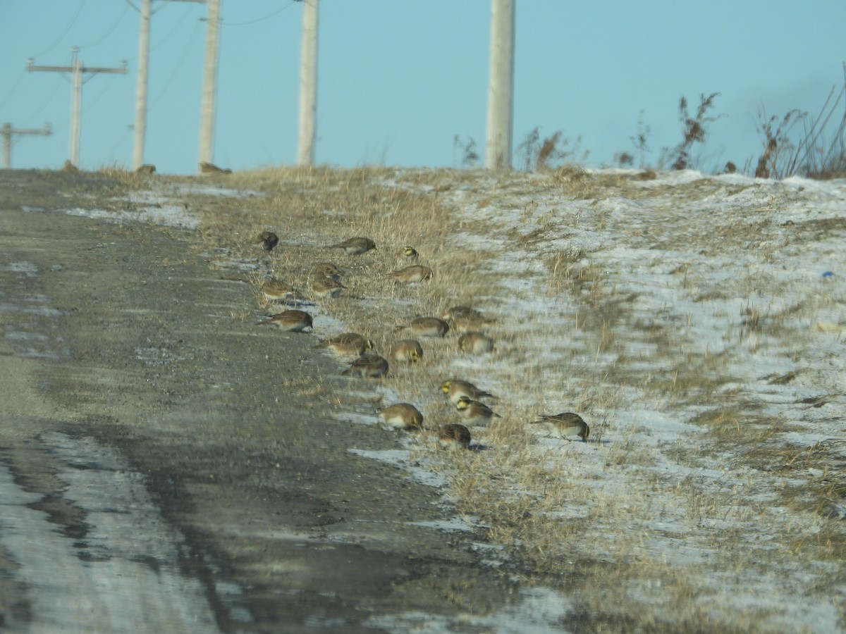 Kulaklı Toygar - ML646648835