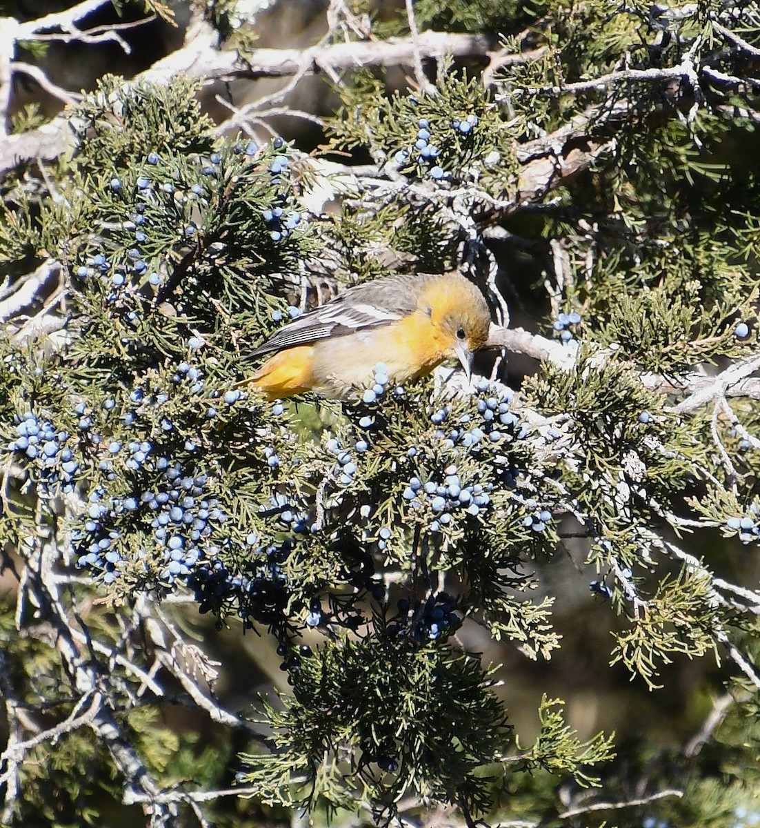 Baltimore Oriole - ML646648836