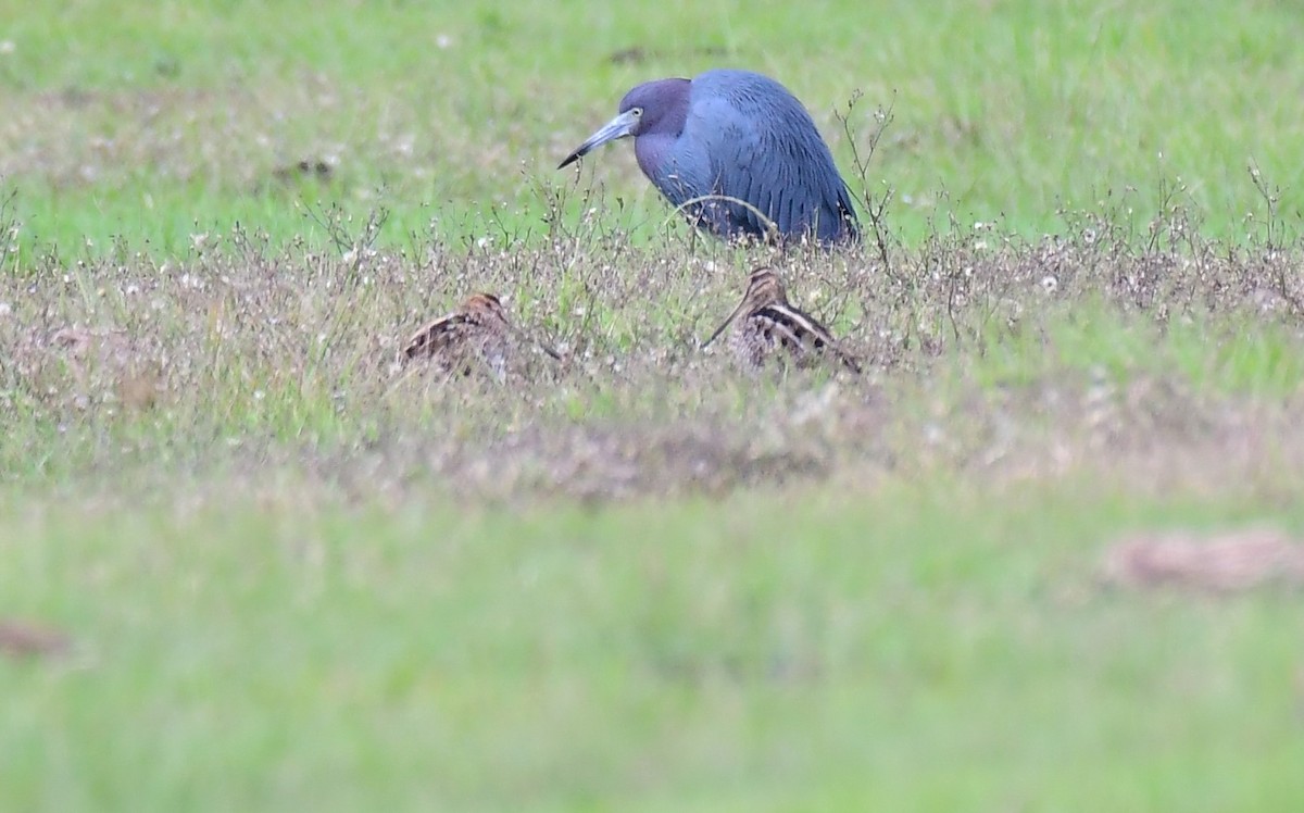 ヒメアカクロサギ - ML646648837