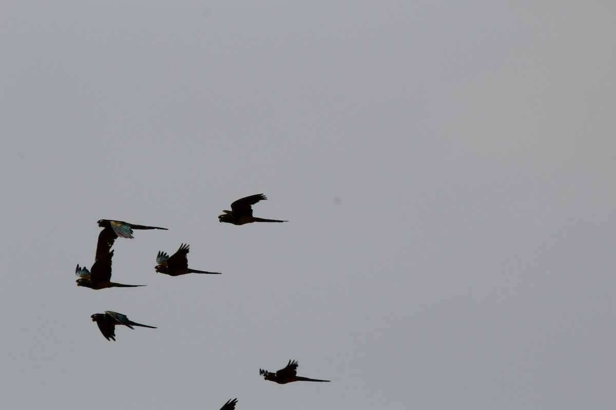 Burrowing Parakeet - ML646648840