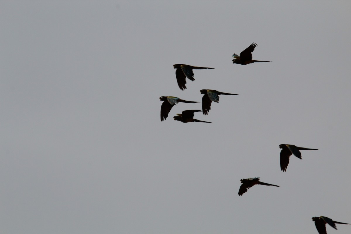 Burrowing Parakeet - ML646648841