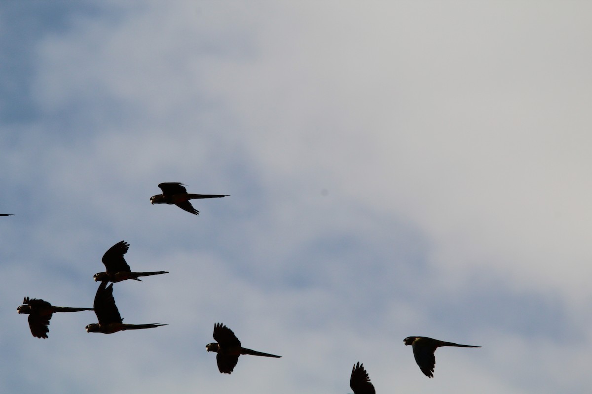 Burrowing Parakeet - ML646648842