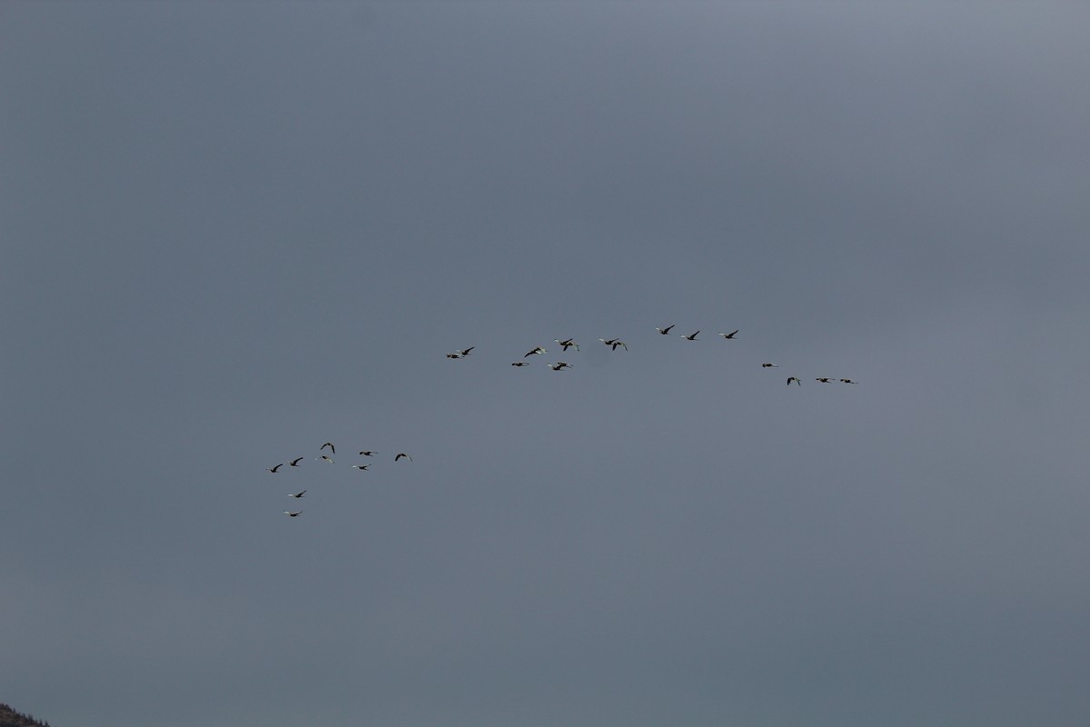 Burrowing Parakeet - ML646648843