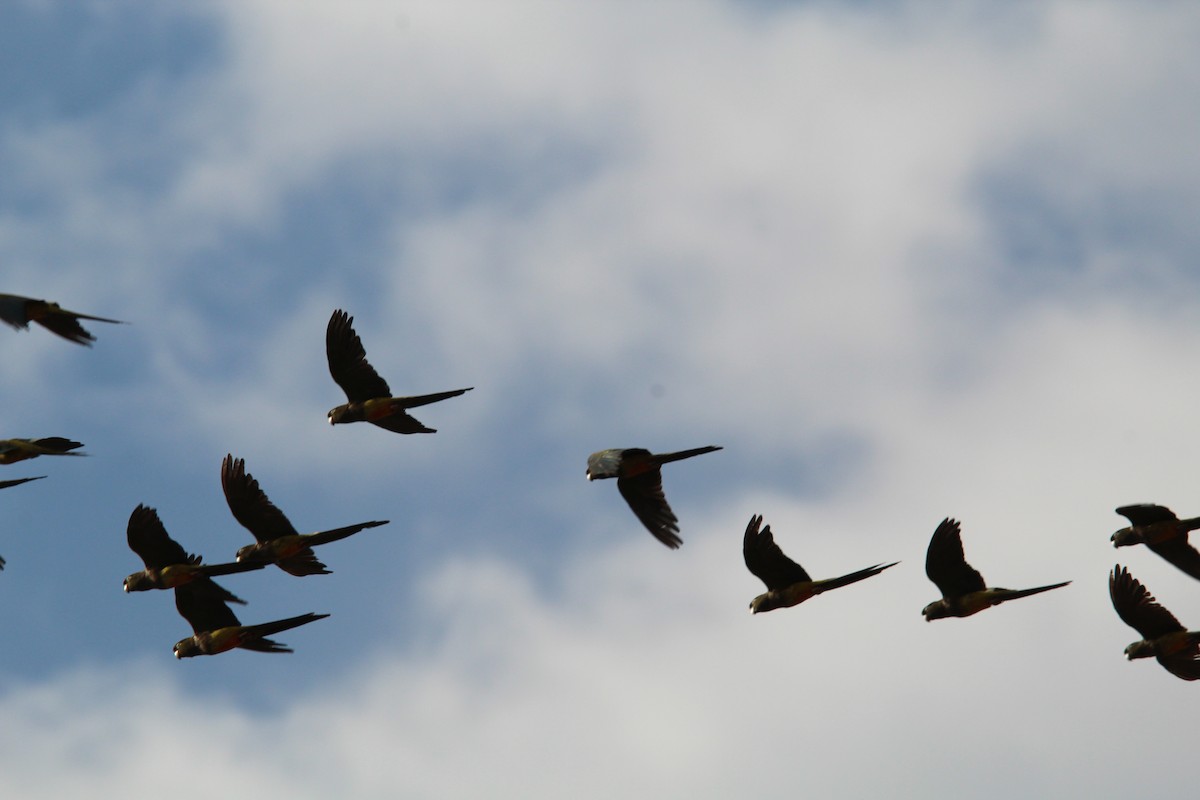 Burrowing Parakeet - ML646648844