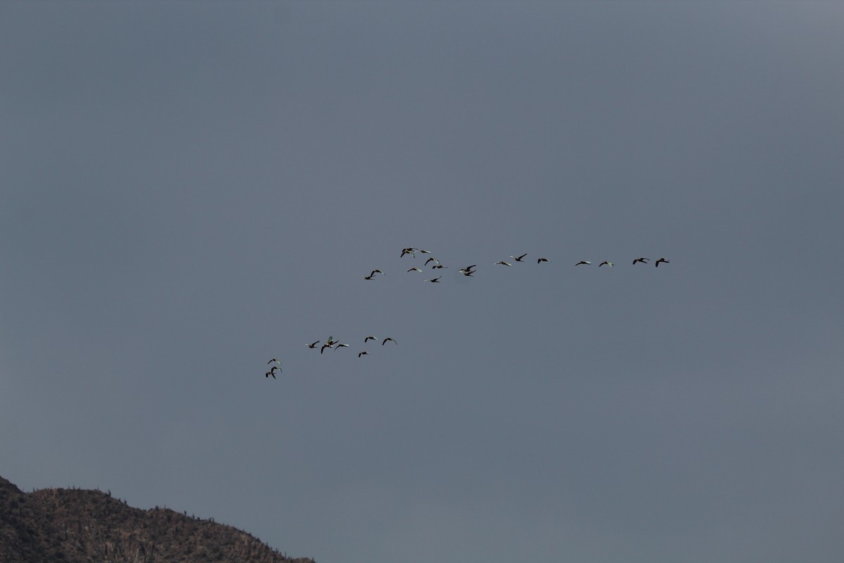 Burrowing Parakeet - ML646648845