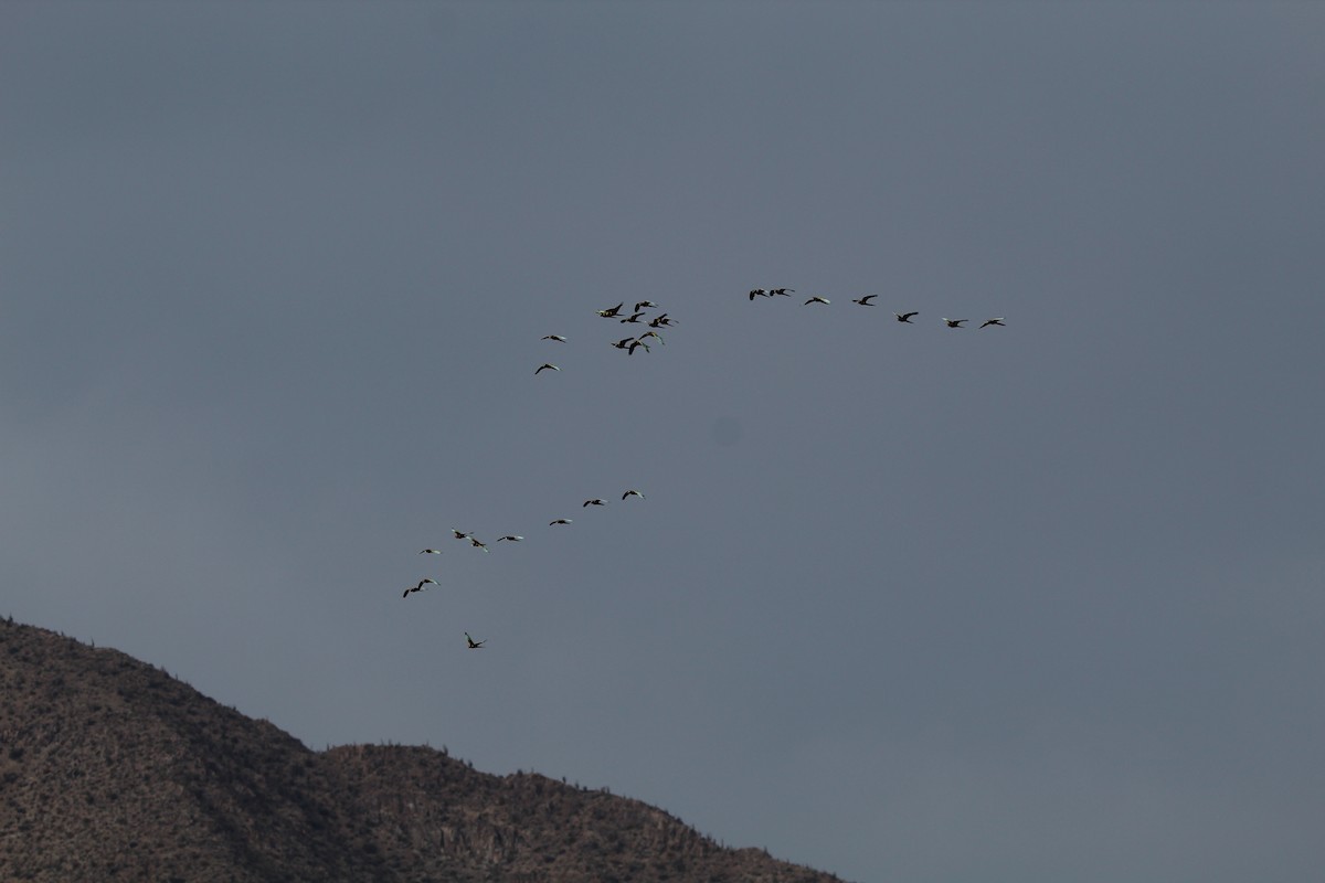 Burrowing Parakeet - ML646648846