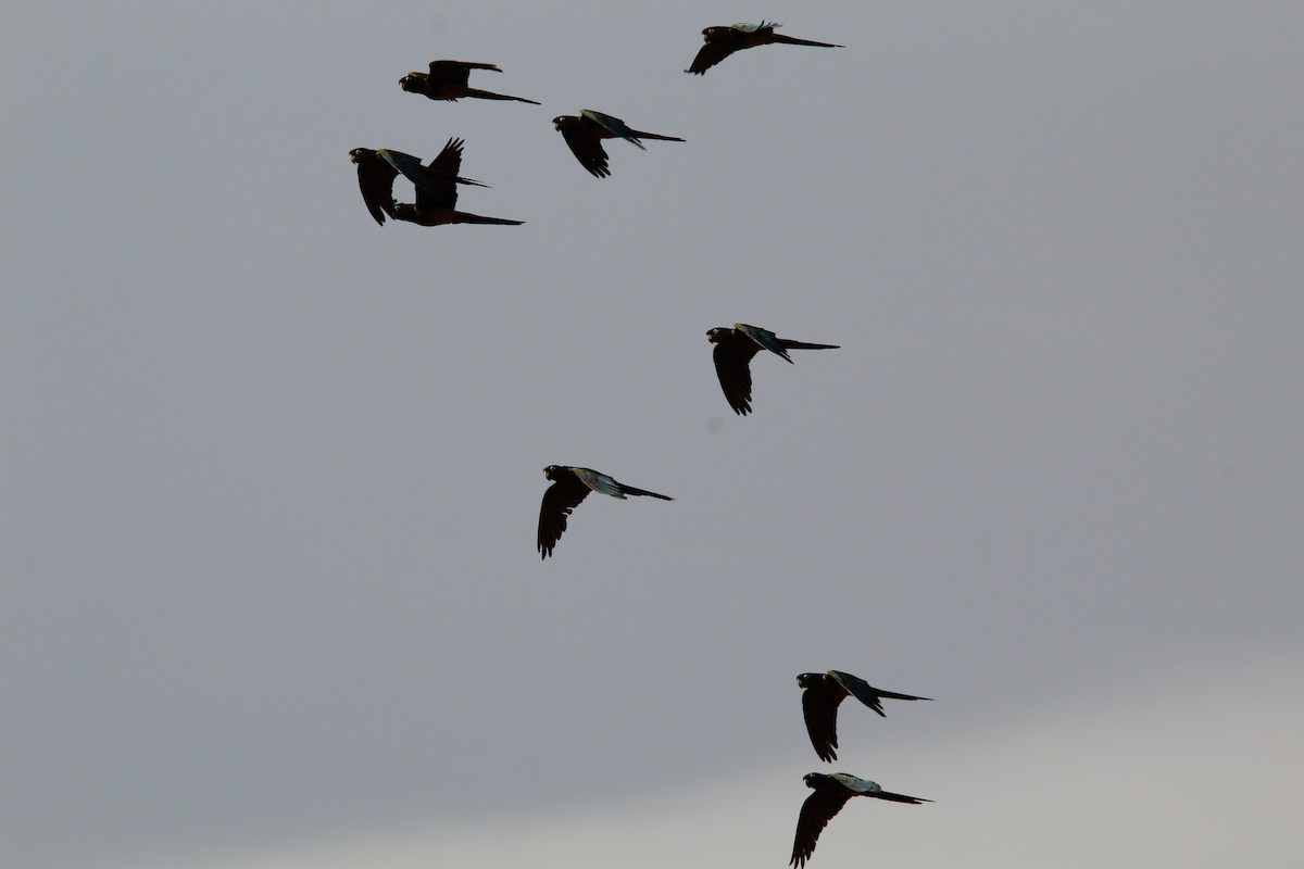 Burrowing Parakeet - ML646648847