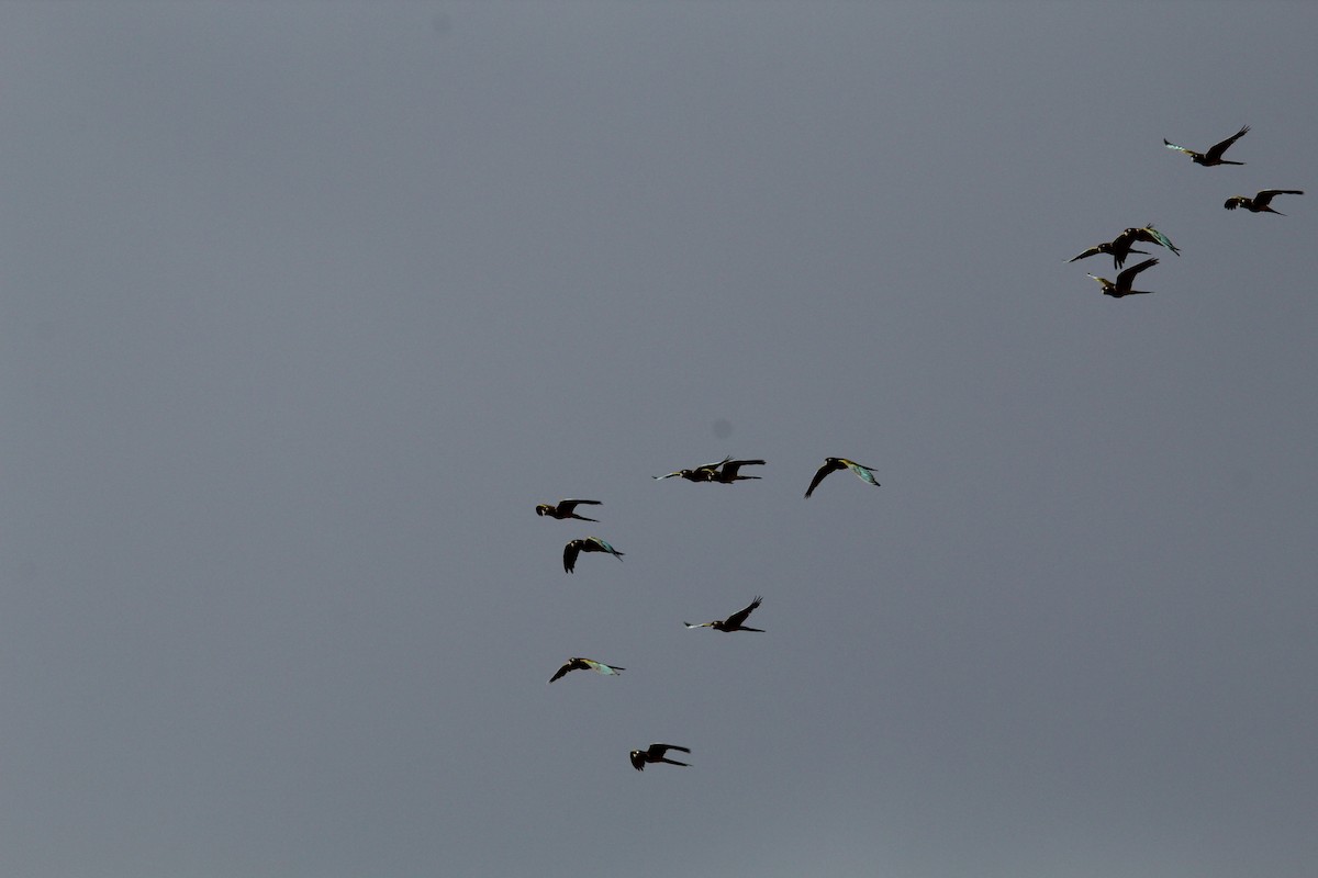 Burrowing Parakeet - ML646648848