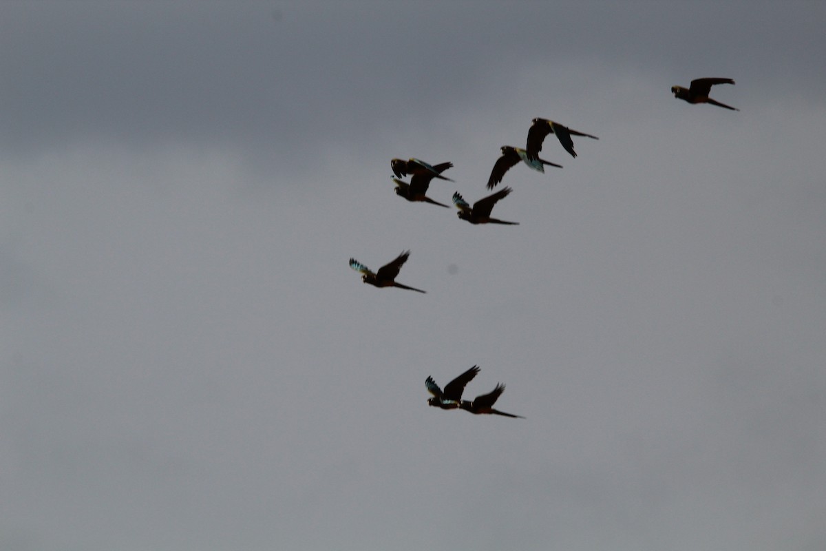 Burrowing Parakeet - ML646648849