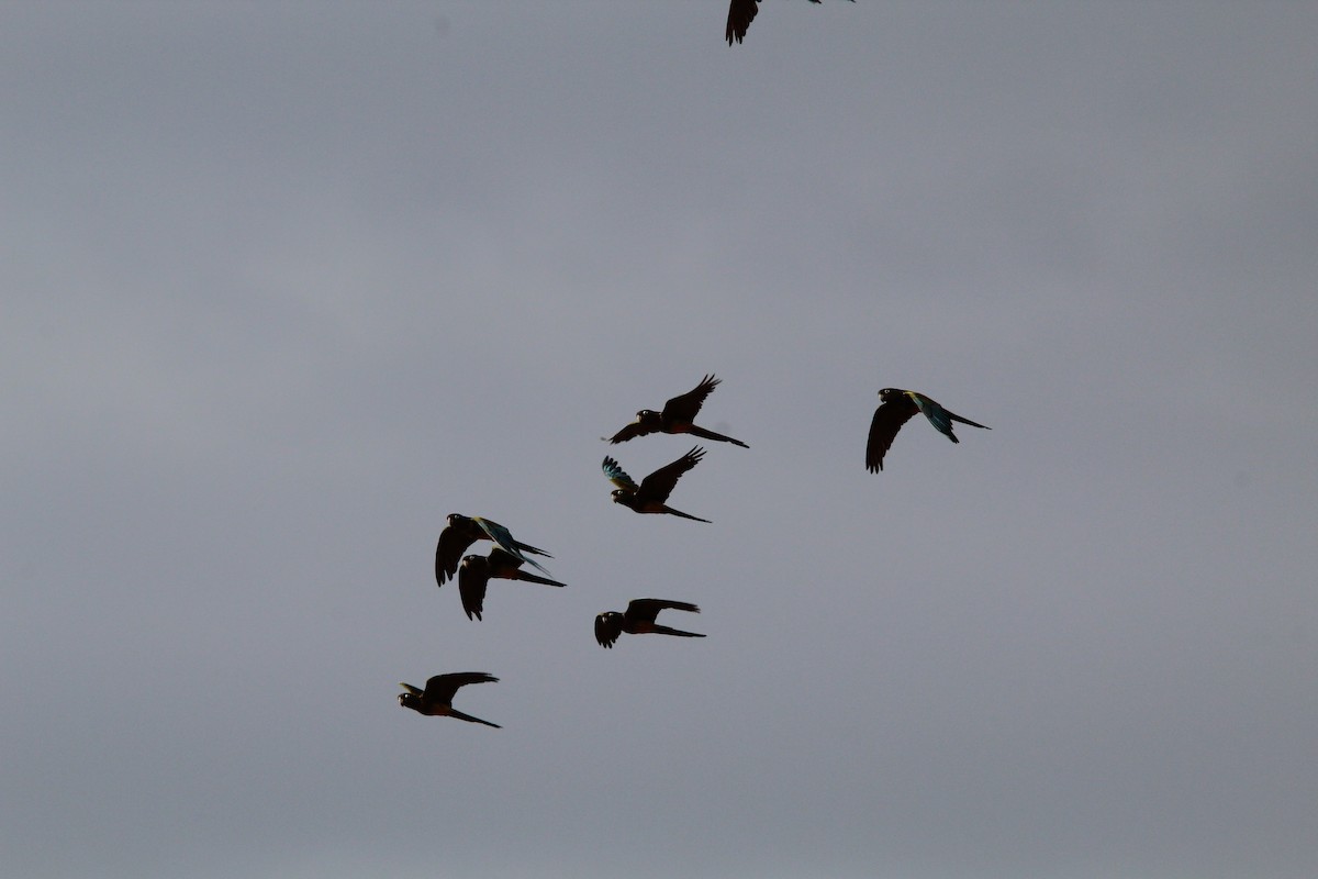 Burrowing Parakeet - ML646648850