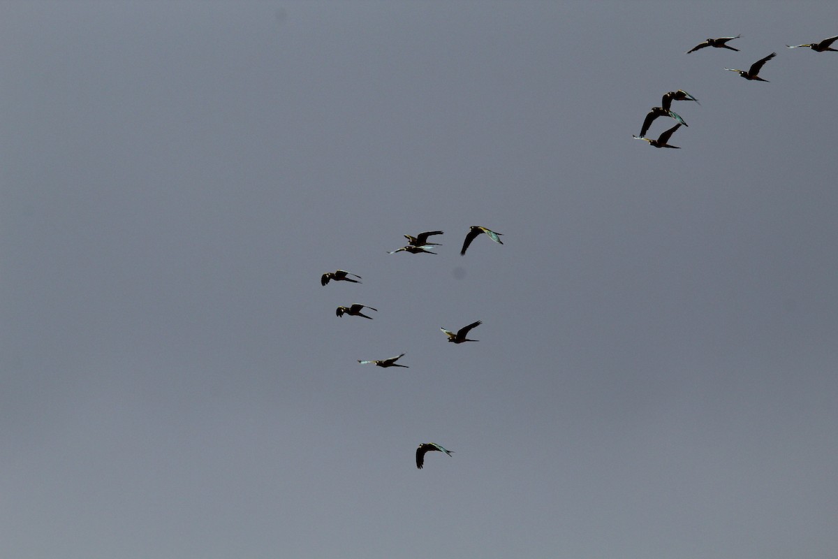 Burrowing Parakeet - ML646648851