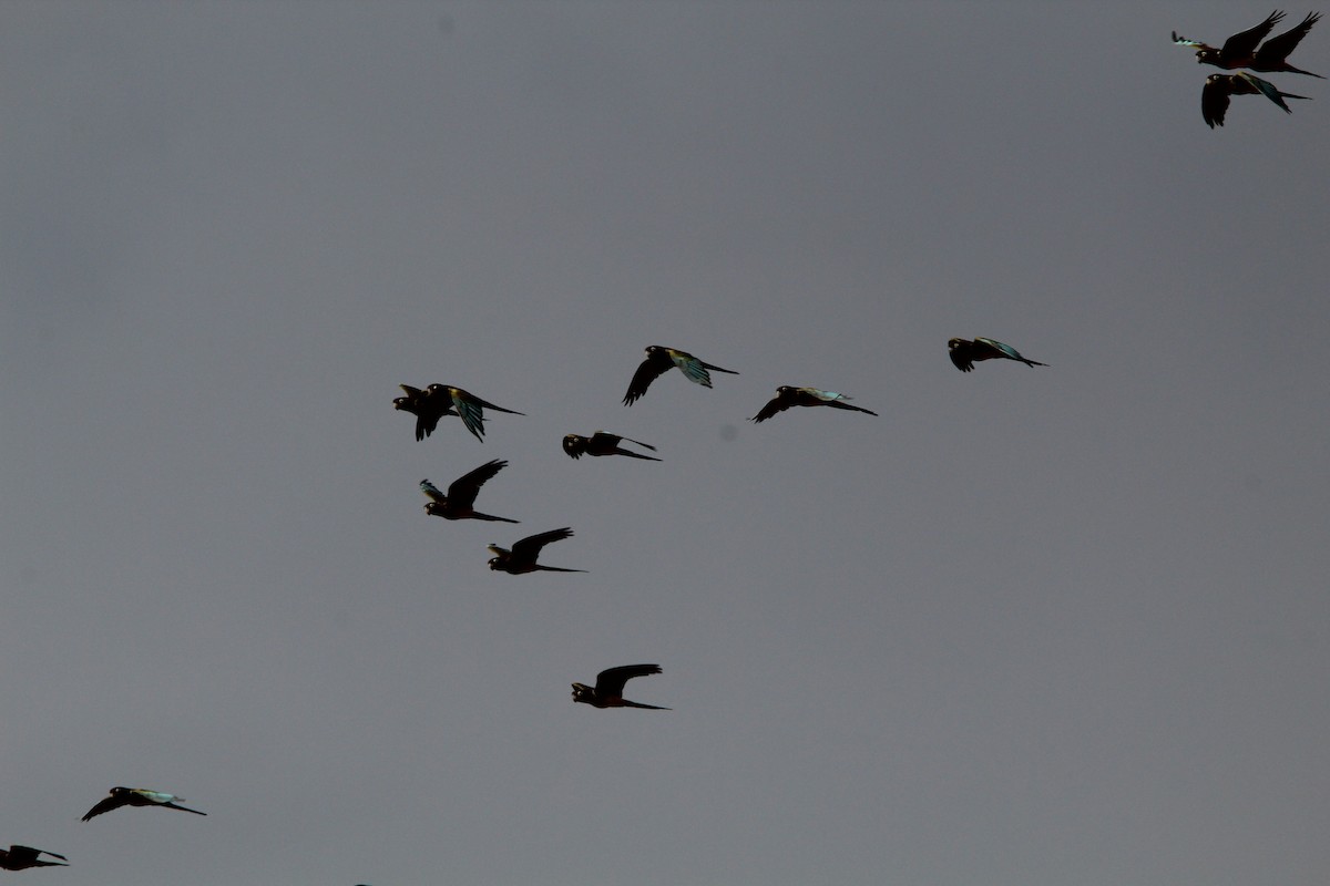 Burrowing Parakeet - ML646648852