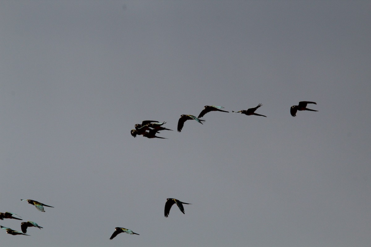 Burrowing Parakeet - ML646648853