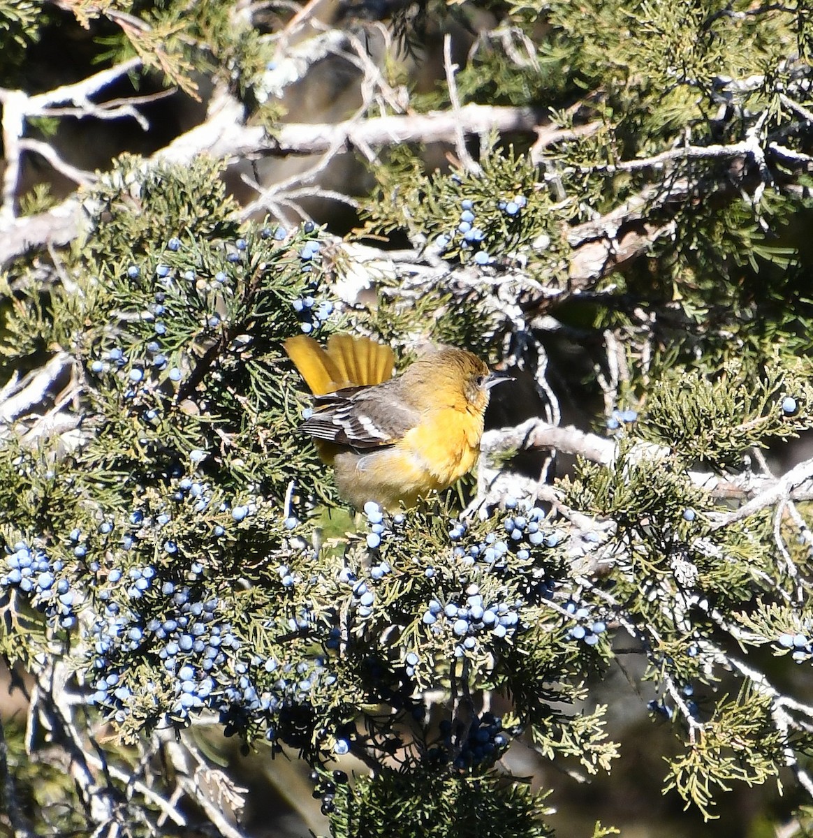 Baltimore Oriole - ML646648855