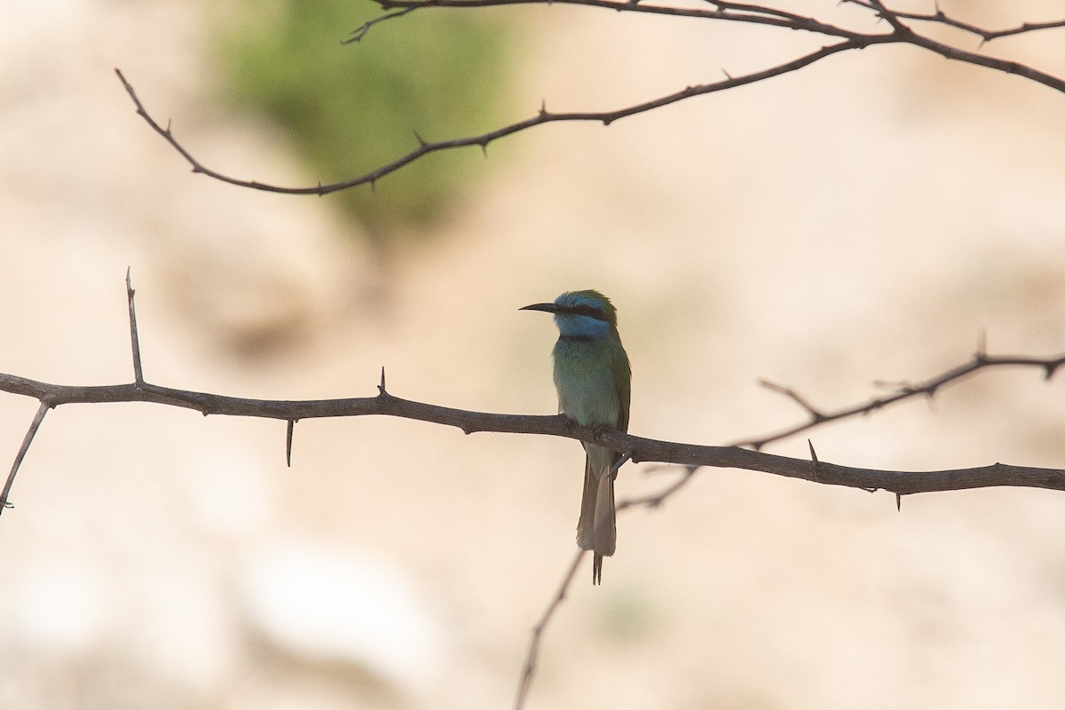 Arabian Green Bee-eater - ML646648856